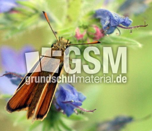 Schwarzkolbiger Braundickkopffalter-2.jpg